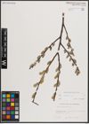 Foto von Salix caprea L.